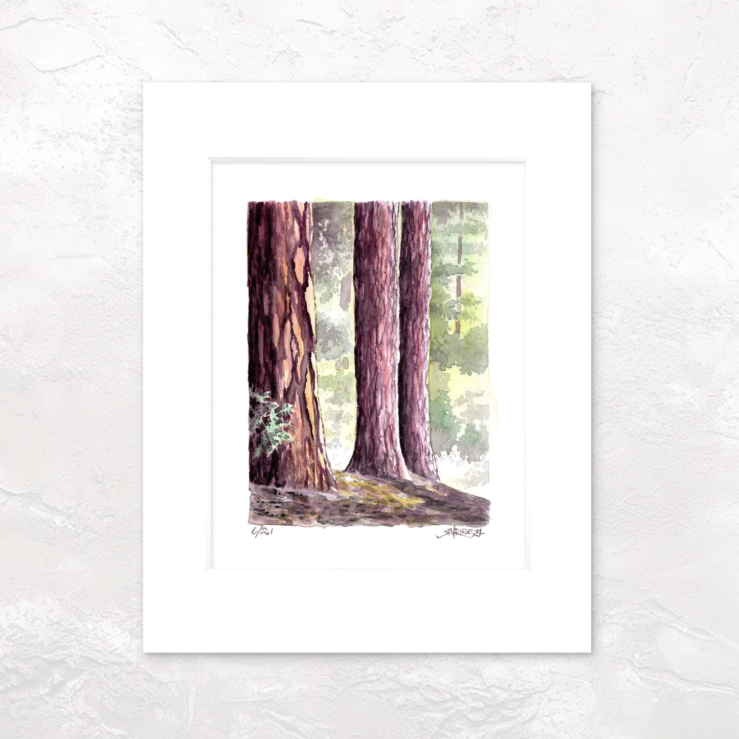 "Redwoods" -11x14 Forest Watercolor Print | Pacific Crest Trail Art |Hand-Painted on the PCT