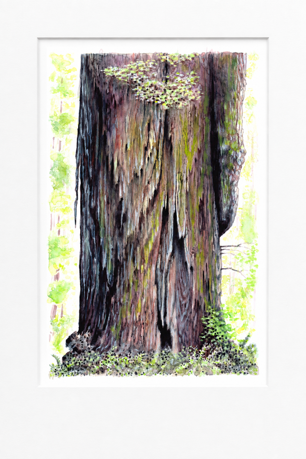 "Giants of the Redwoods" | Watercolor Print, Jedediah Smith Redwoods State Park, California