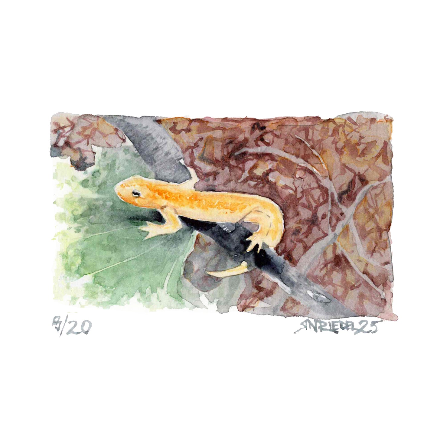 “Trail Newt” - 8x10 Watercolor Print | Appalachian Trail Inspired Art