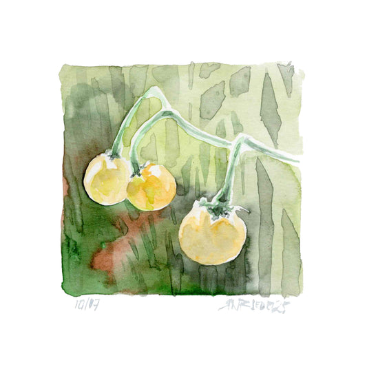 "Wild Tomatoes, Max Patch ” - 12x12 Watercolor Print | Appalachian Trail Inspired Art
