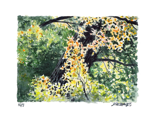 "Look Up" - 11x14 Watercolor Print  | Appalachian Trail Inspired Artwork