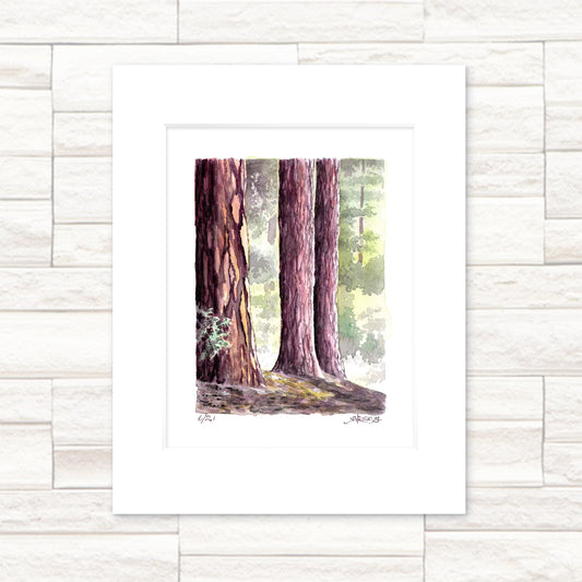 "Redwoods" -11x14 Forest Watercolor Print | Pacific Crest Trail Art |Hand-Painted on the PCT