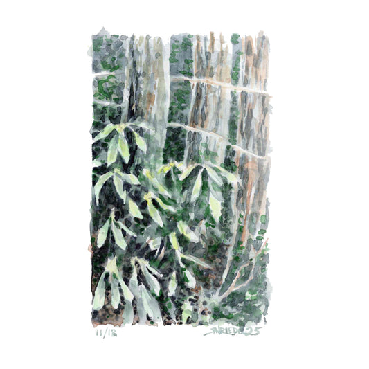 "Evergreen Rhododendron” - 8x10 Watercolor Print | Appalachian Trail Inspired Art