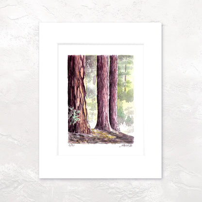 "Redwoods" -11x14 Forest Watercolor Print | Pacific Crest Trail Art |Hand-Painted on the PCT