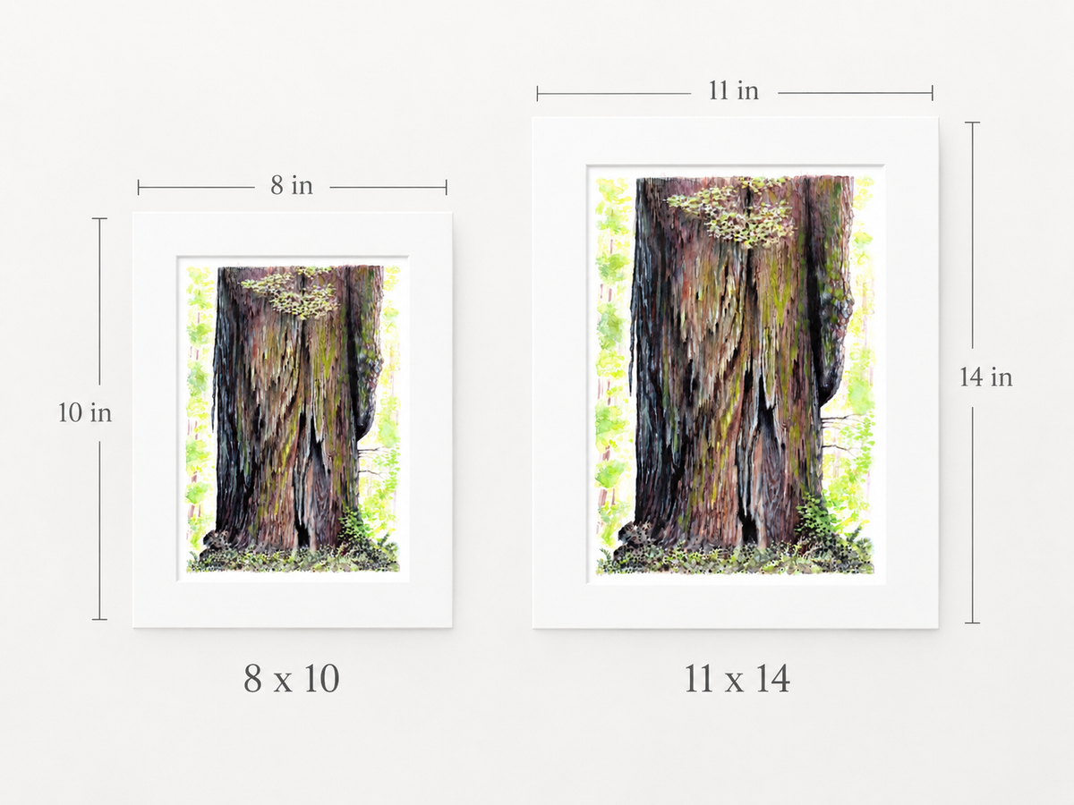 "Giants of the Redwoods" |  Watercolor Print, Jedediah Smith Redwoods State Park, California