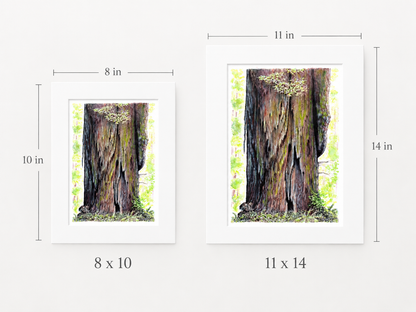 "Giants of the Redwoods" |  Watercolor Print, Jedediah Smith Redwoods State Park, California