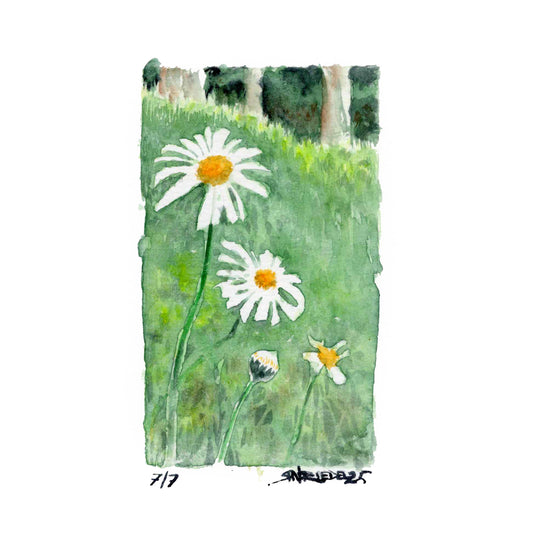 “Trail Daisies” - 8x10 Watercolor Print | Appalachian Trail Inspired Art