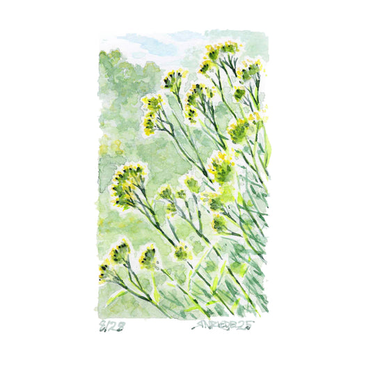 "Goldenrods, MA” - 8x10 Watercolor Print | Appalachian Trail Inspired Art