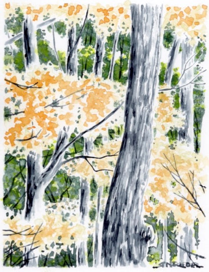 "Golden Canopy, Pennsylvania" - Artist's Original Watercolor  | Appalachian Trail Thru Hikers Art