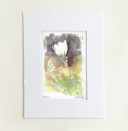 ““Desert Bloom” - 8x10 Watercolor Print |   Pacific Crest Trail Wildflower Print”