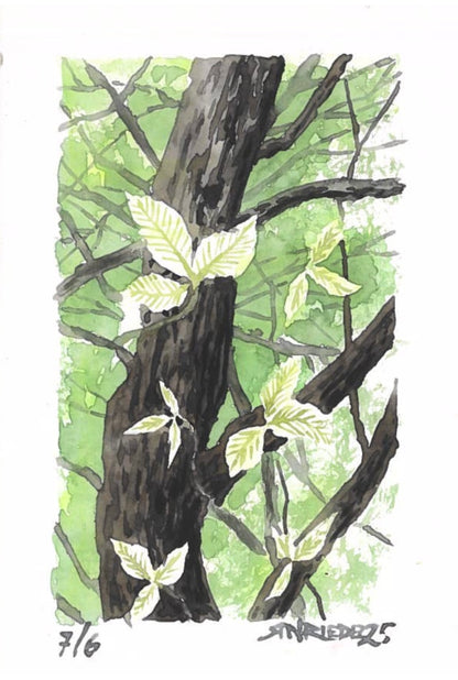 “Veins of Green” - 8x10 Watercolor Print | Appalachian Trail Inspired Art