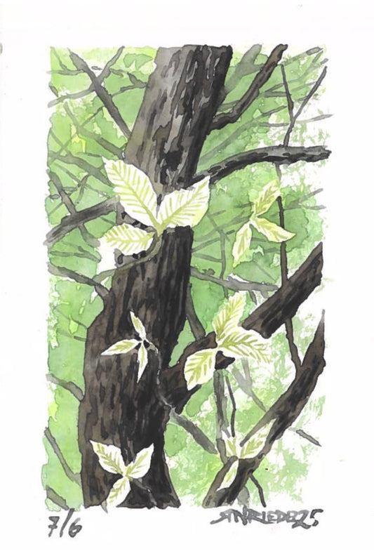 “Veins of Green” - 8x10 Watercolor Print | Appalachian Trail Inspired Art
