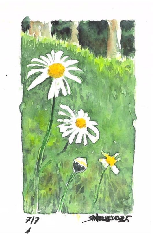 “Trail Daisies” - 8x10 Watercolor Print | Appalachian Trail Inspired Art