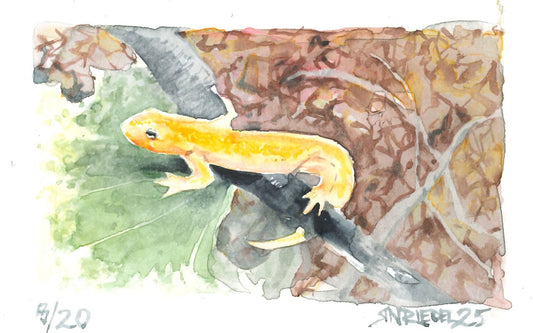 “Trail Newt” - 8x10 Watercolor Print | Appalachian Trail Inspired Art