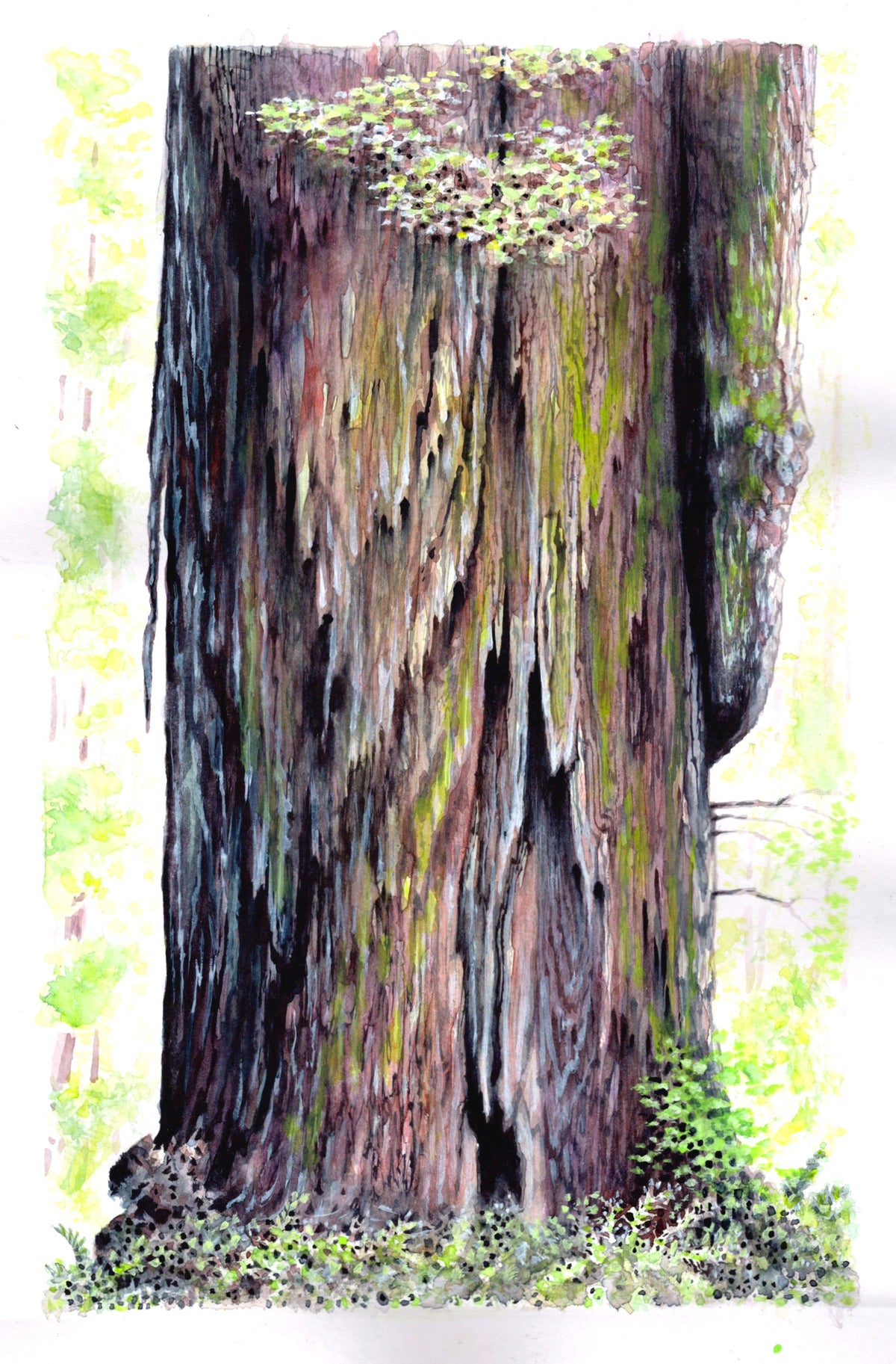 "Giants of the Redwoods" |  Watercolor Print, Jedediah Smith Redwoods State Park, California