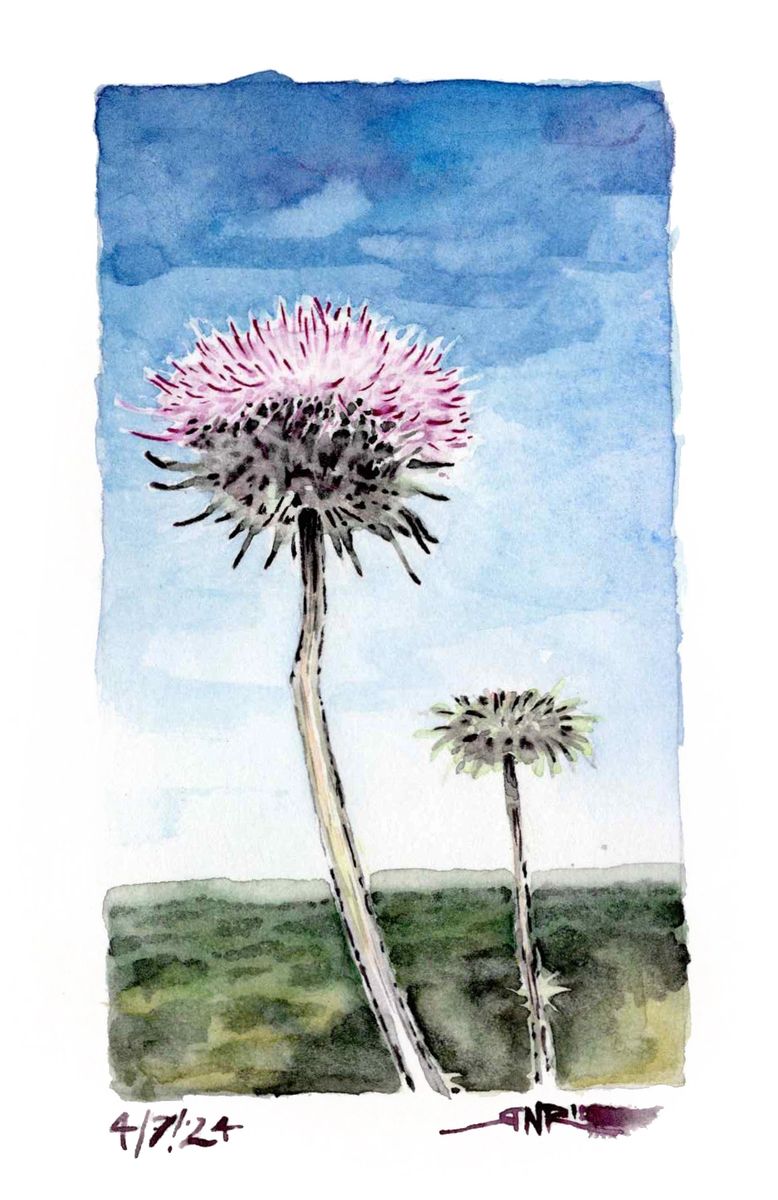 "Thistles on the Trail" – 8x10 Watercolor Print | Pacific Crest Trail Inspired Art